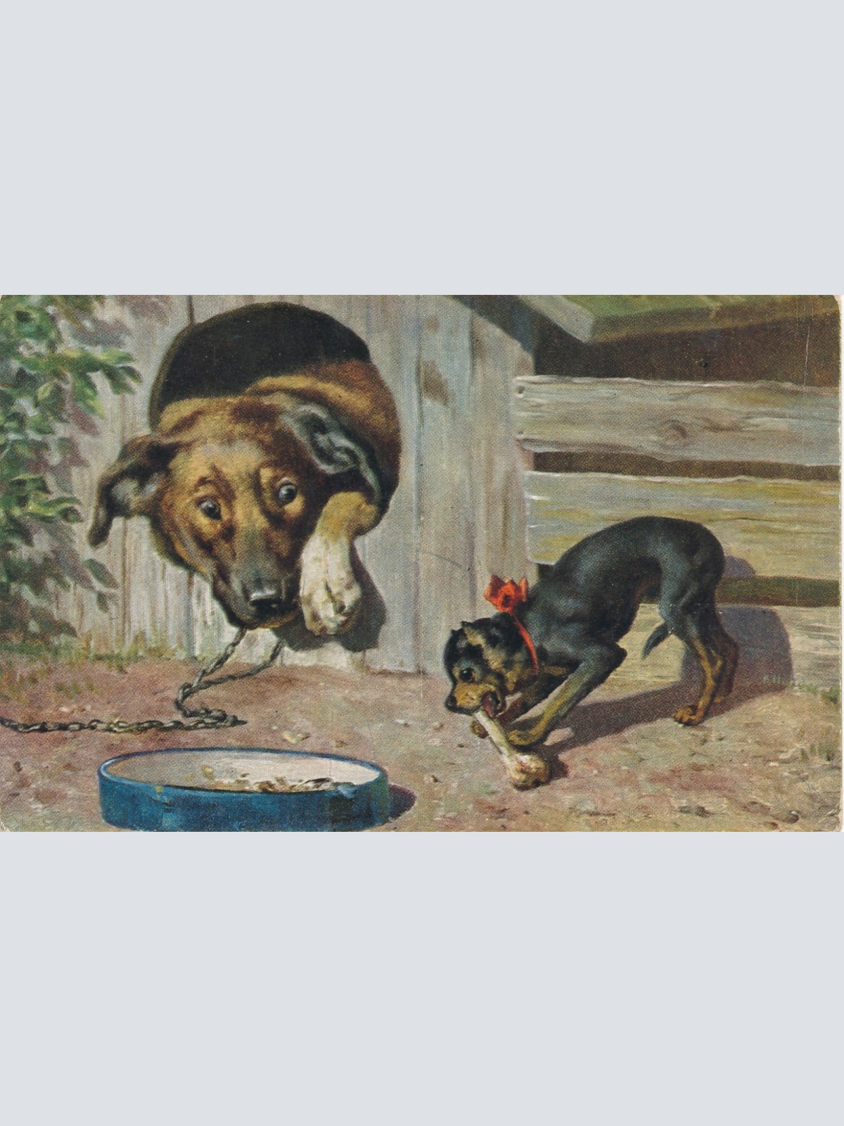 AK zwei Schäferhunde einer mit Knochen Ansichtskarte (15710)