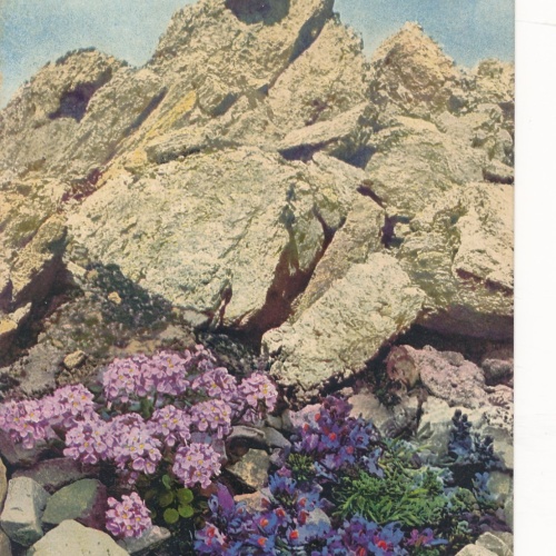 Feldpostkarte Nr. 245 KuK Sanitätskraftwarenkolonne 7 (16341)