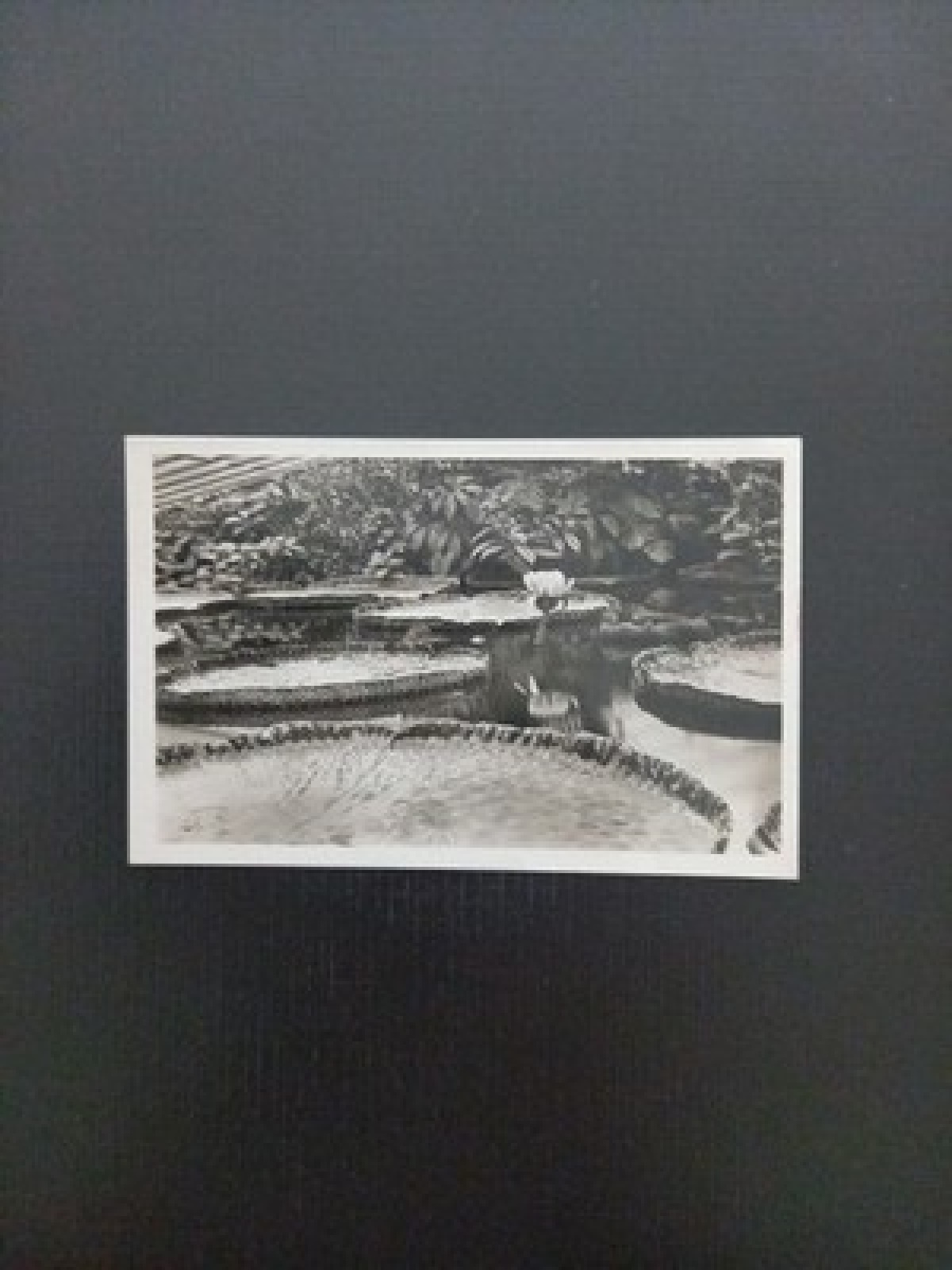 Reservegarten Schönbrunn Wien 400278 Gr