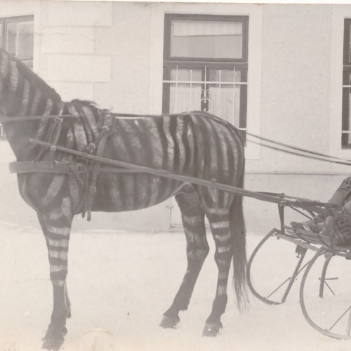 Pirv. Foto aus Frankenmarkt Fasching 1908 Fleischhauer mit Schlitten (18220)