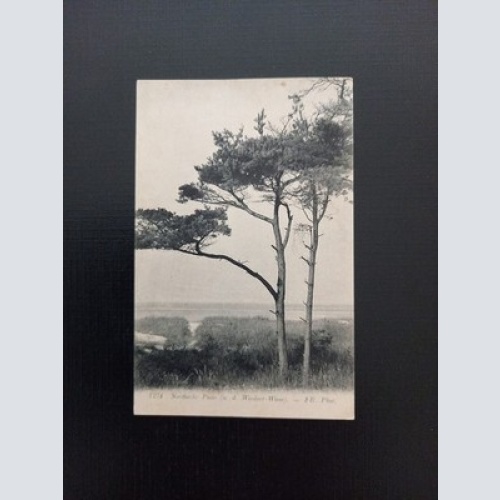 Nordische Pinie A D Wiedort Wiese Gr