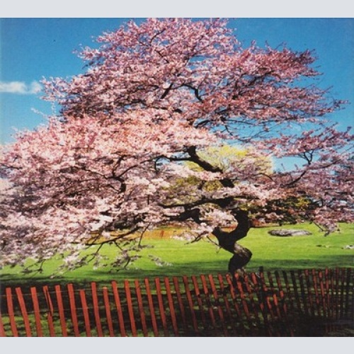 CD, Album A Reminiscent Drive - Mercy Street