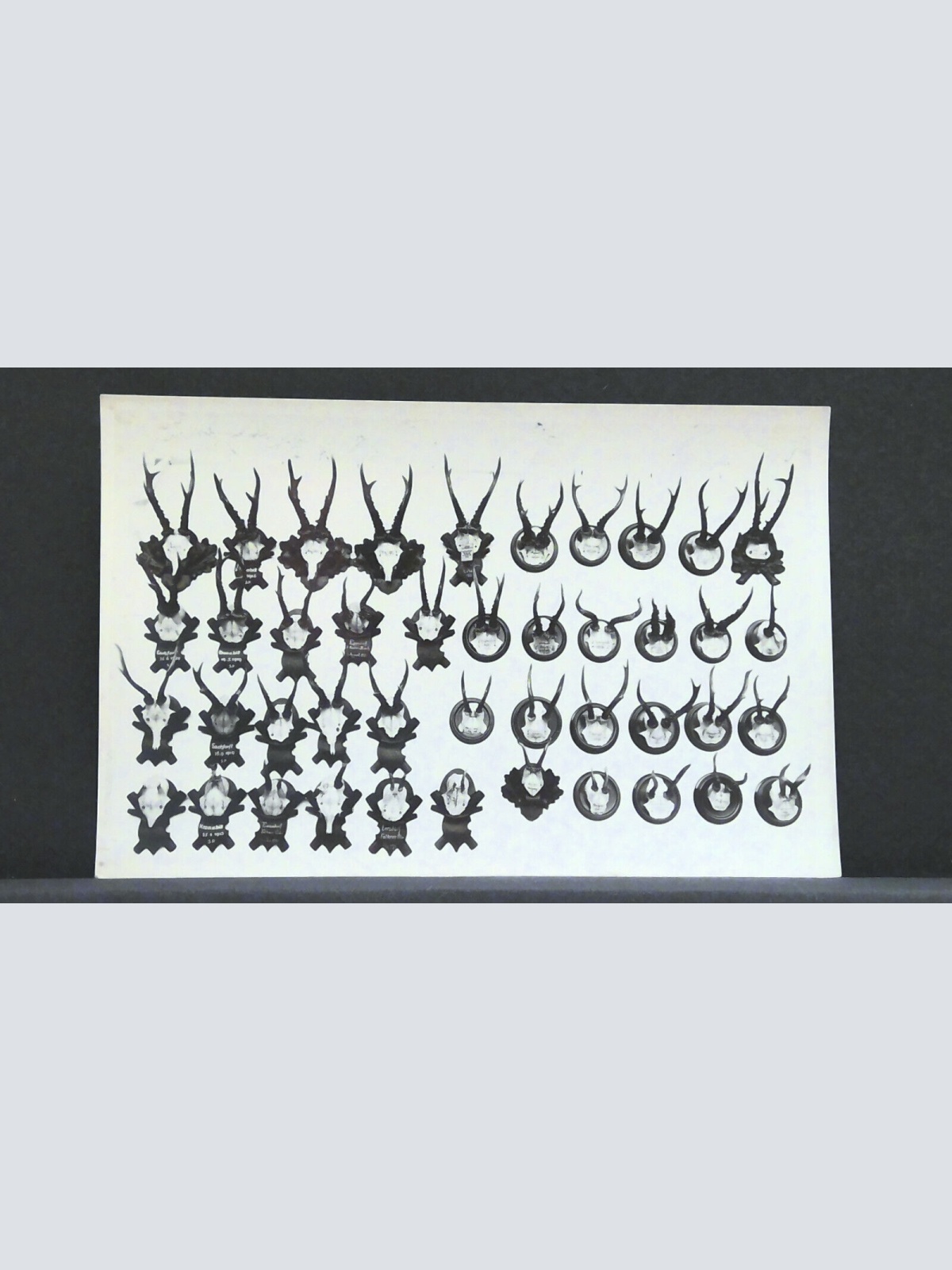 Geweihsammlung Jagd Jagdtrophäen JW 410198 F