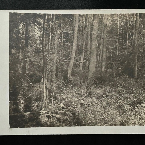 Wald Bäume Strauch Rastplatz Feldpostkarte Militär Krieg 402450  A