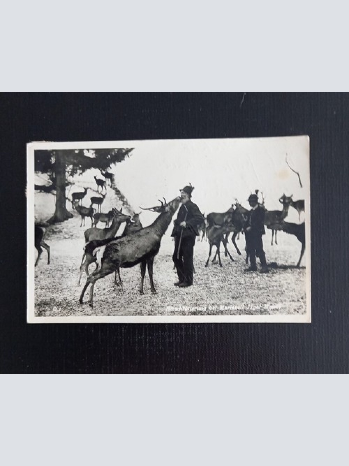 Hirschfütterung Bei Mariazell Jäger 5326 Ga