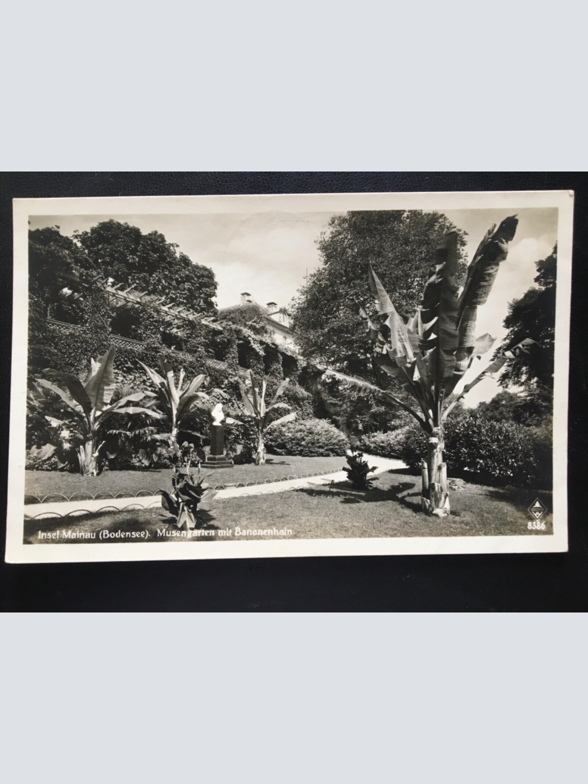 Insel Mainau - Bodensee - Musengarten mit Bananenhain - Park 180179 TH